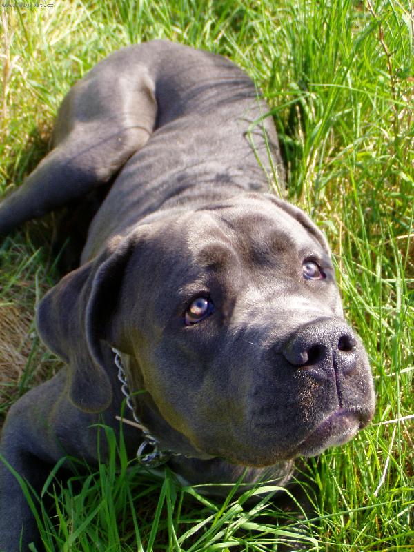 Foto: Pr�zkumn�k-pes le��c� v tr�v�, kter� sleduje letadlo