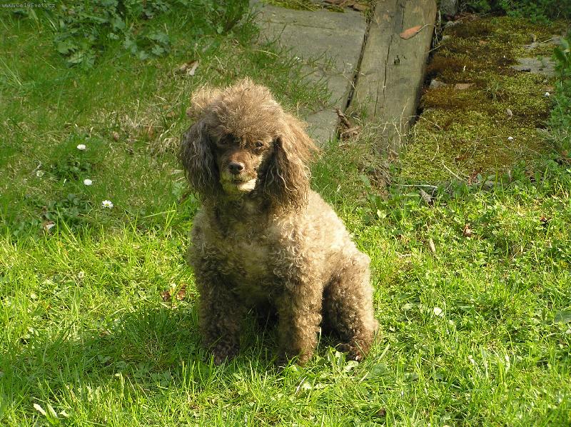 Foto: odpo�inek-Na�e Pep�a - slun��ko