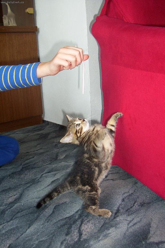 Foto: �olina-Tan��c� kot�