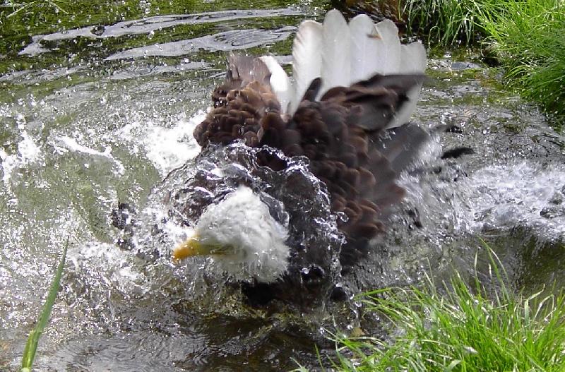 Foto: rann� koupel-orel b�lohlav� se koupe v jez�rku