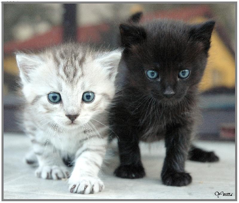 Foto: Ko�ata-sourozenci