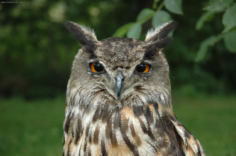 Foto: Kalous u�at�-detail