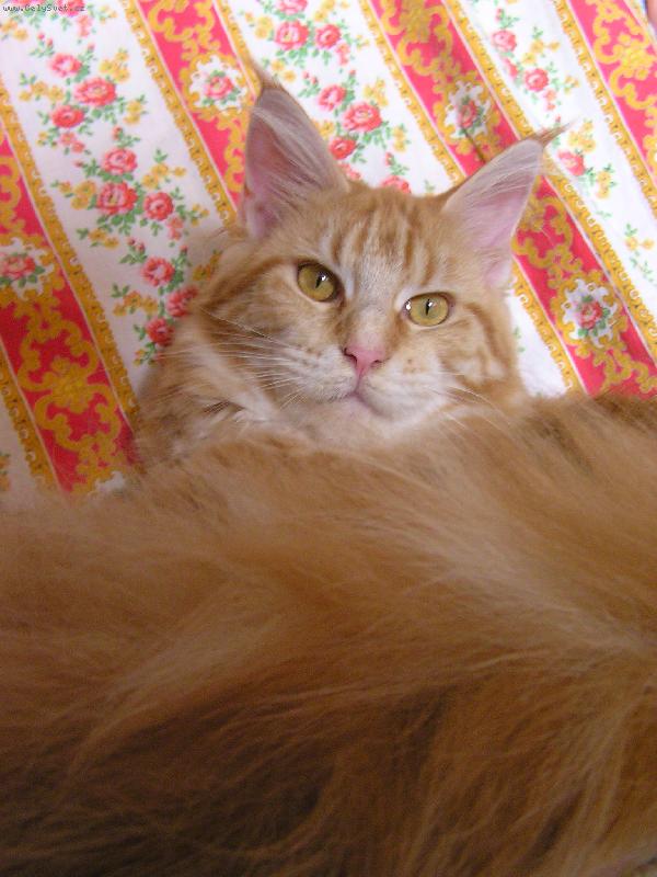 Foto: Audrey-Vy s t�m focen�m nad�l�te....