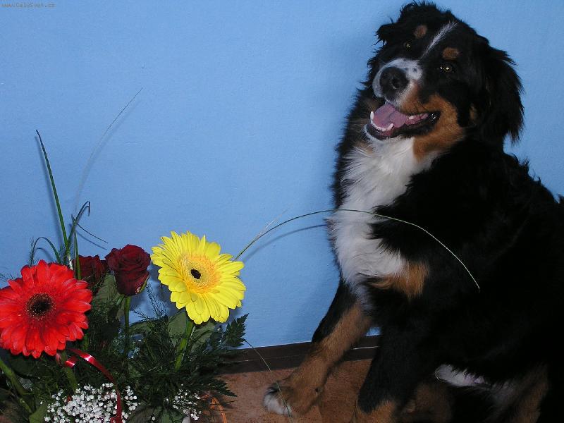 Foto: Babi�ka slav� 50 narozeniny-N� pes �rek p�i oslav� babi��in�ch pades�tin