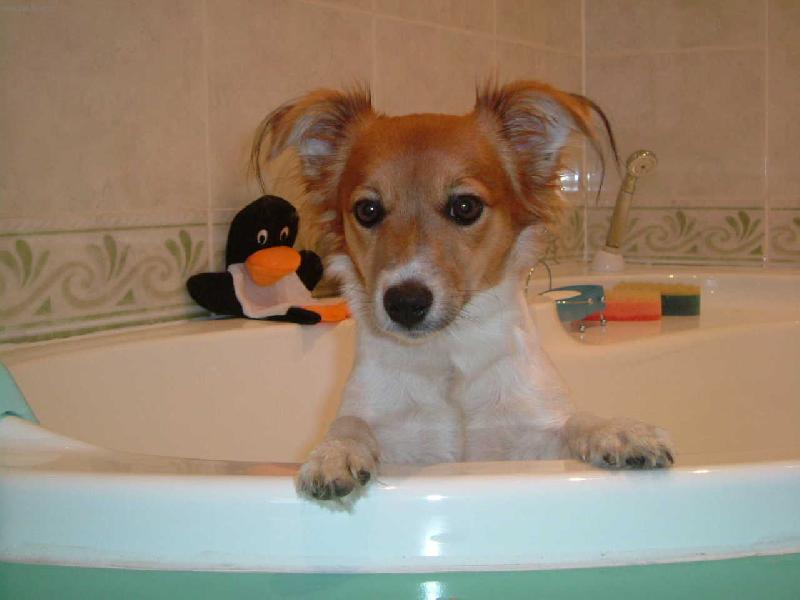 Foto: Jack Russell Terier Kelly-Kelly ve van�