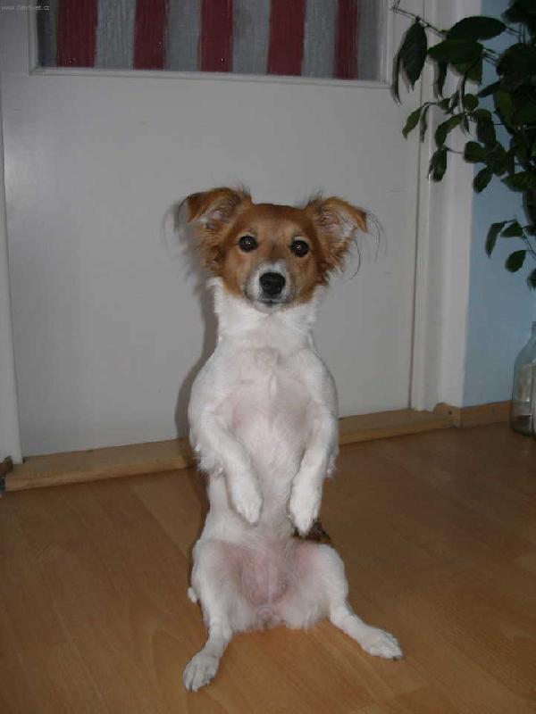 Foto: Jack Russell Terier Kelly-Chcete m�?