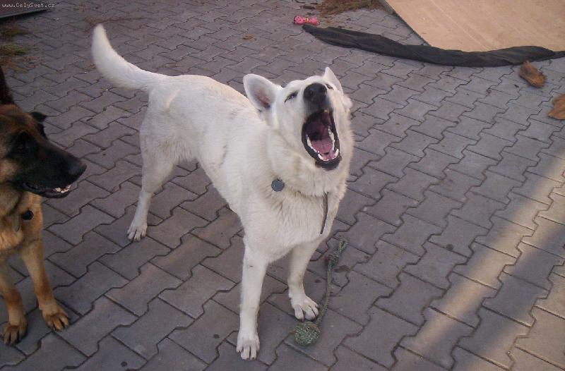 Foto: Bellinka je prost� zp�va�ka!!-Belly z�liby: 1.m�sto- zp�v