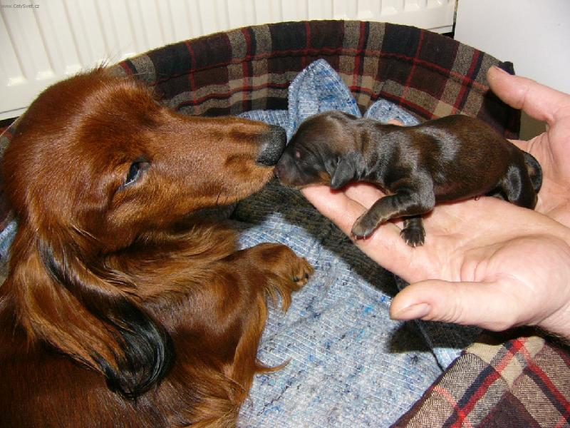 Foto: maminka s miminkem-pr�v� narozen� Garinka