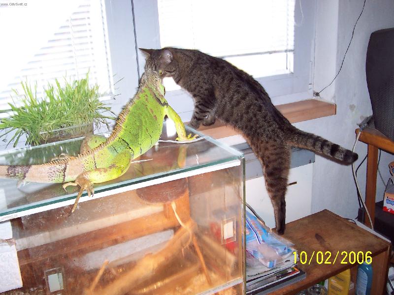 Foto: Whiskas a Fridrich-Seznamov�n�