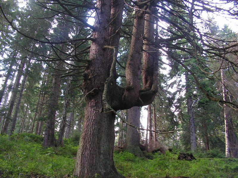 Foto: strom-jeseniky