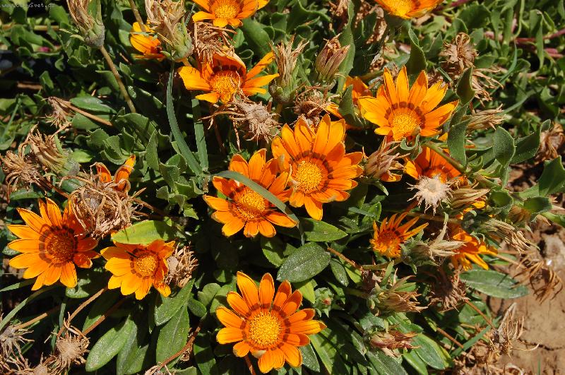 Foto: Kyti�ka z �ecka