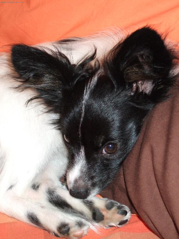 Foto: Fanynka-Jedno velk� ucho nebo dv�?