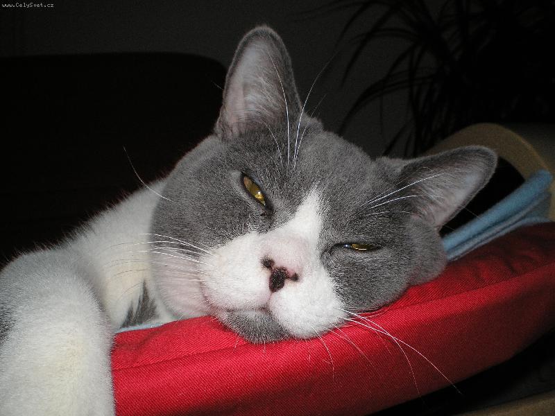 Foto: Odpo��v�m, neru�it!-Jmenuji se Mat�sek a je mi 7 m�s�c�