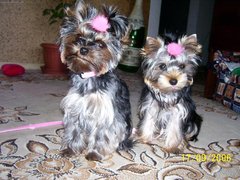 Foto: Jdeme ven-je�t� foto:-)