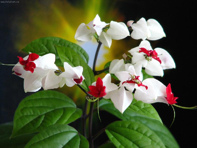 Foto: blahoke�-clerodendrum