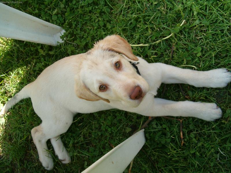 Foto: Tak jsem trochu vy�istila p�novi auto-S�rinka si �ekla, �e m�me �pinav� auto, tak ho �la trochu vy�istit