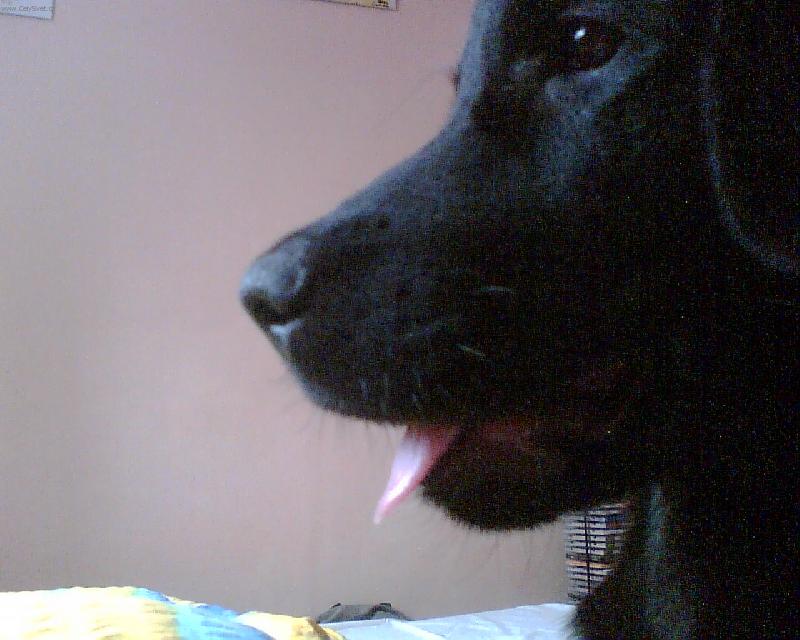 Foto: Kouk�m z okna (Flat coated retiever)-n�co m� hrozn� zaujalo....