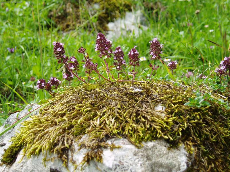 Foto: Mate��dou�ka-L�to v Alp�ch