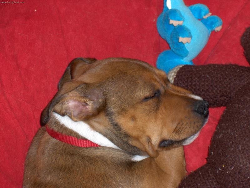 Foto: Urfa-spink�m po dlouh� proch�zce