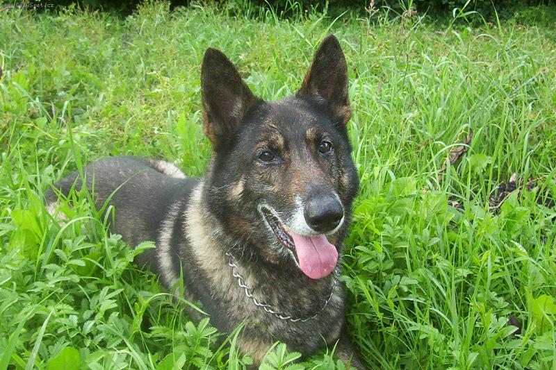 Foto: Spokojenej Ben��ek-Ben��ek v zahrad�