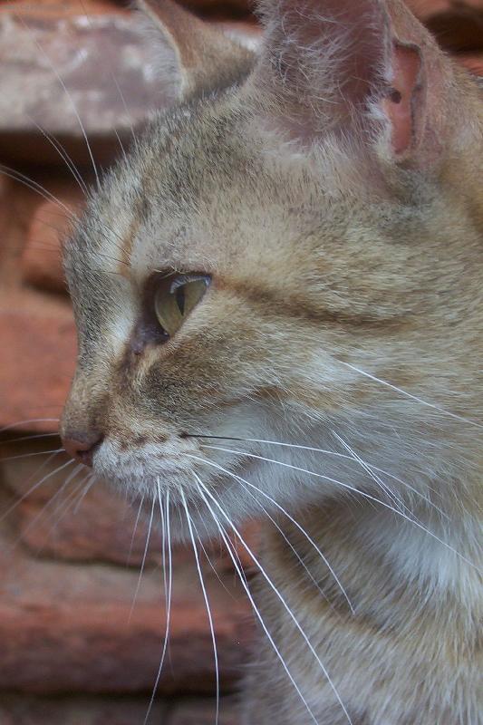 Foto: Mindulka je fakt ko�ka!!-Mindulka