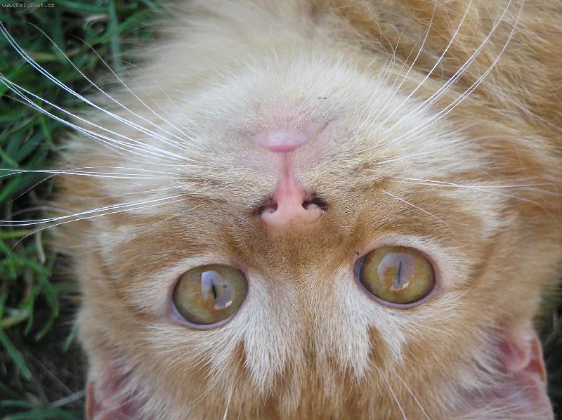 Foto: kuk Garfieldku!-m�j kul�ek