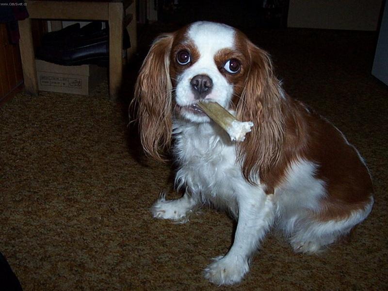 Foto: Beibi-Na�e Beibinka mls� ps� �v�ka�ku.