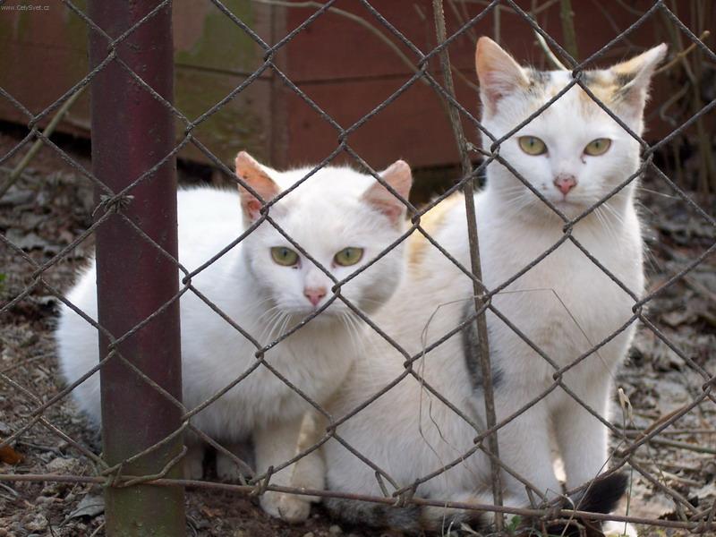 Foto: Tudy cesta nevede,sest�i�ko!-N�hodn� fotka ko�ek za plotem