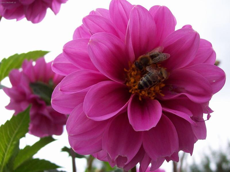 Foto: Pracovi�t� v�el�ch d�lnic-n�hodn� fotografie