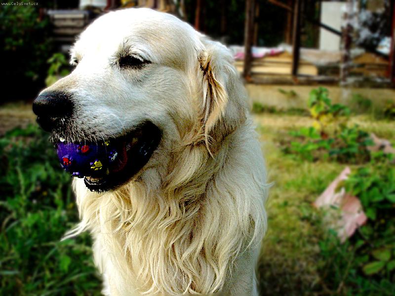 Foto: Samuel-Zlat� retr�vr