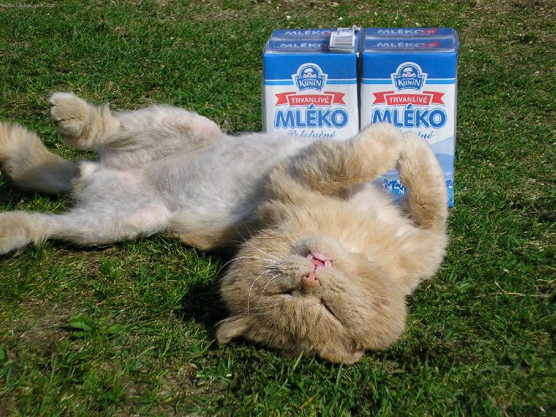 Foto: Spokojen� mil��ek-P�ed degustac� ml�ka