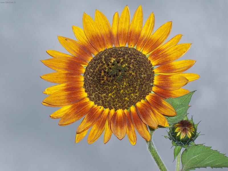 Foto: Slune�nice-n�hodn� fotografie