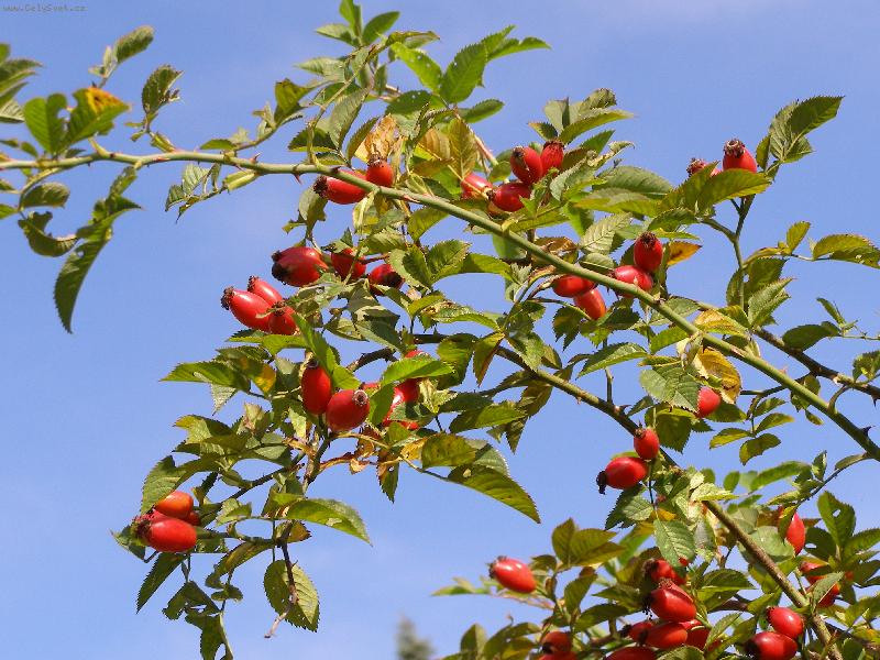 Foto: ��pek-po��zeno v D�tmarovic�ch na Karvinsku