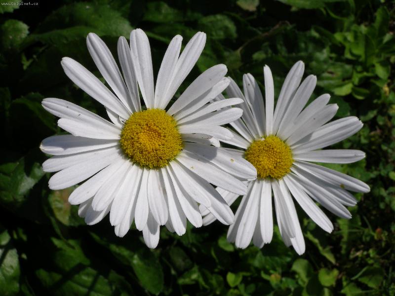 Foto: Kopretiny-po��zeno v D�tmarovic�ch na Karvinsku