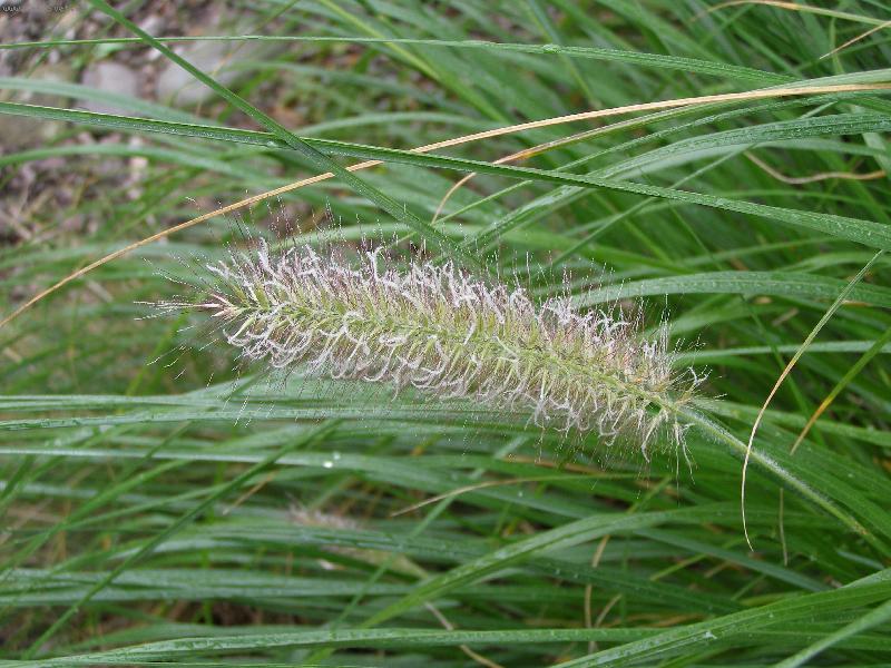 Foto: Okrasn� tr�va-po��zeno v D�tmarovic�ch na Karvinsku