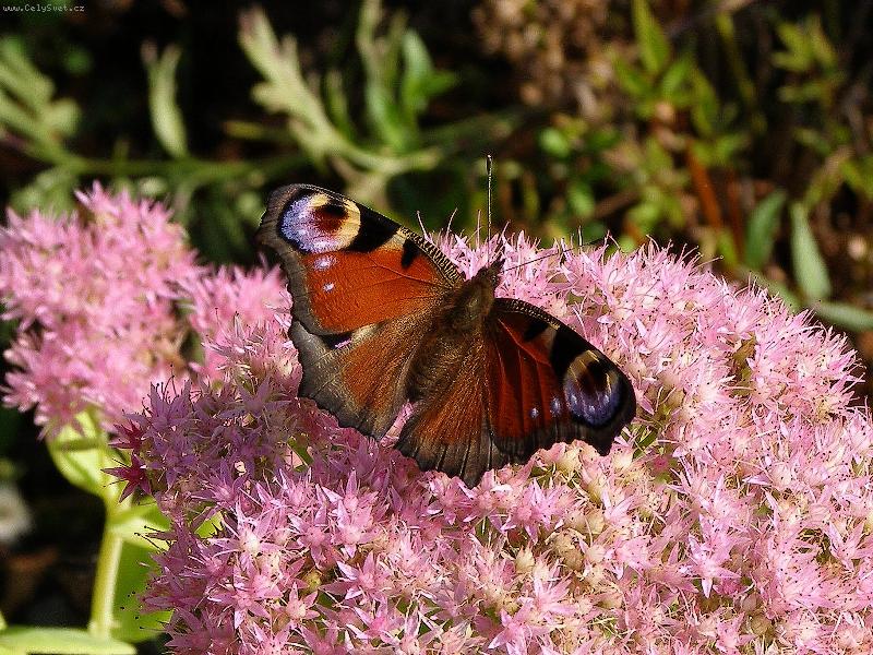 Foto: Pav� o�ko-po��zeno v D�tmarovic�ch na Karvinsku