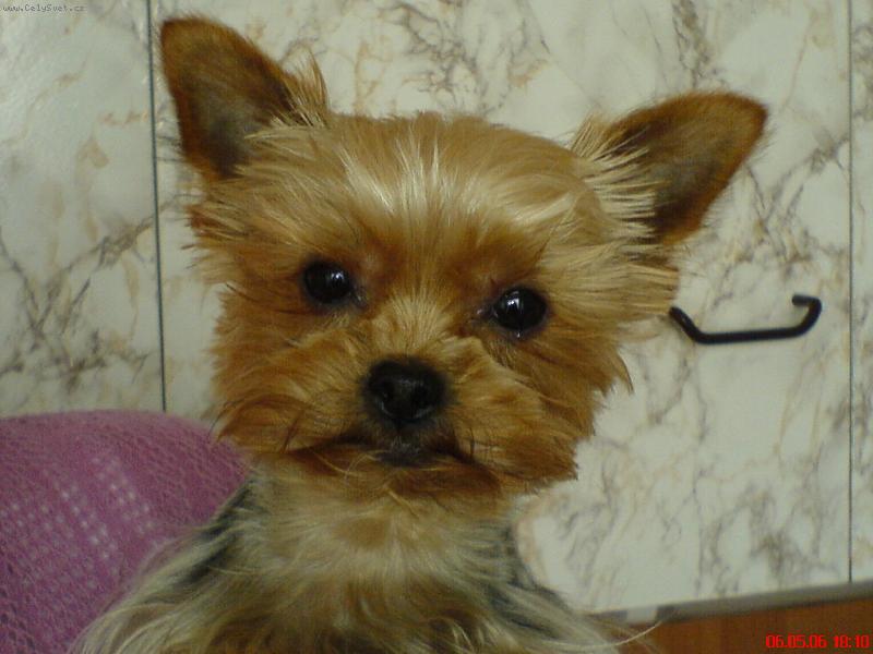 Foto: Sam�k-nevinn� kuku� mal�ho ��bl�ka