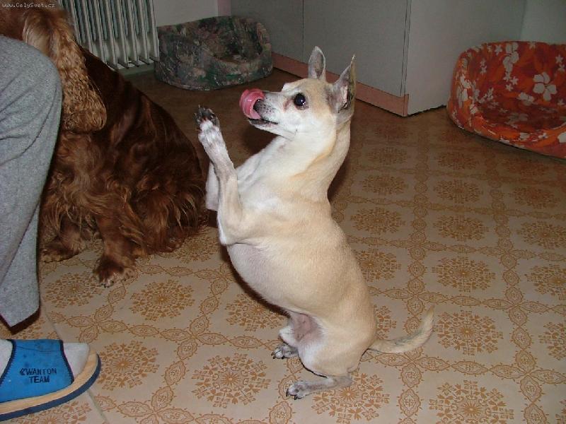 Foto: Kdo m� del��???-...ka�d� den p�ed ve�e�� hezky popros�m!