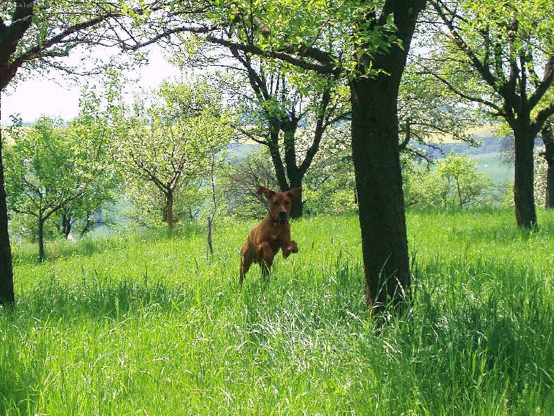 Foto: Spokojen� psisko..