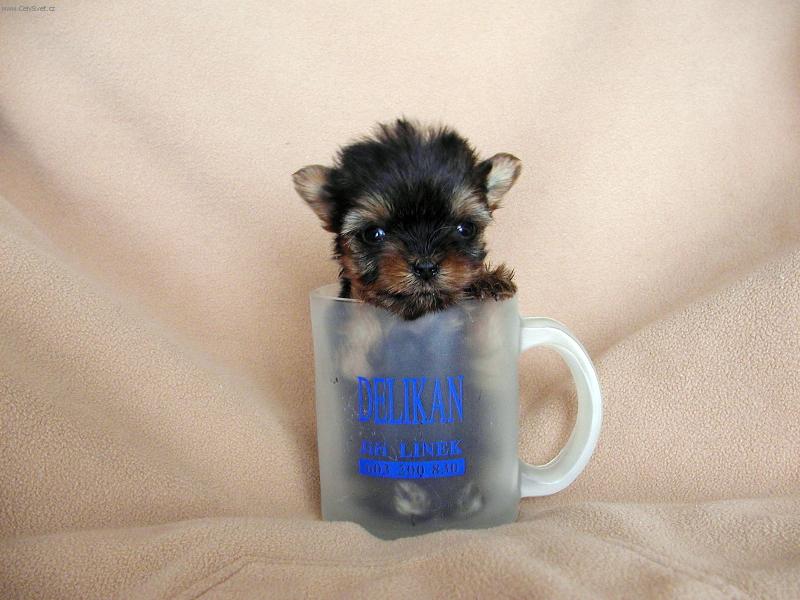 Foto: Carda retarda-J� za to nem��u, �e nerostu ...