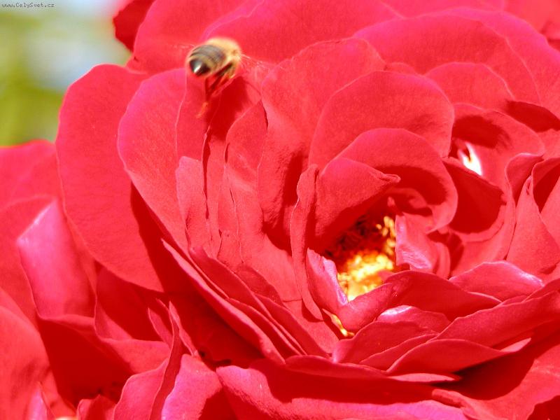 Foto: Zase o d�m d�l...-Jejich p�vab je nepopsatelny..