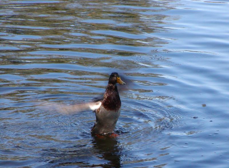 Foto: Tanec na hladin�-My se to pracn� u��me a p��roda to um� tak n�dhern�..