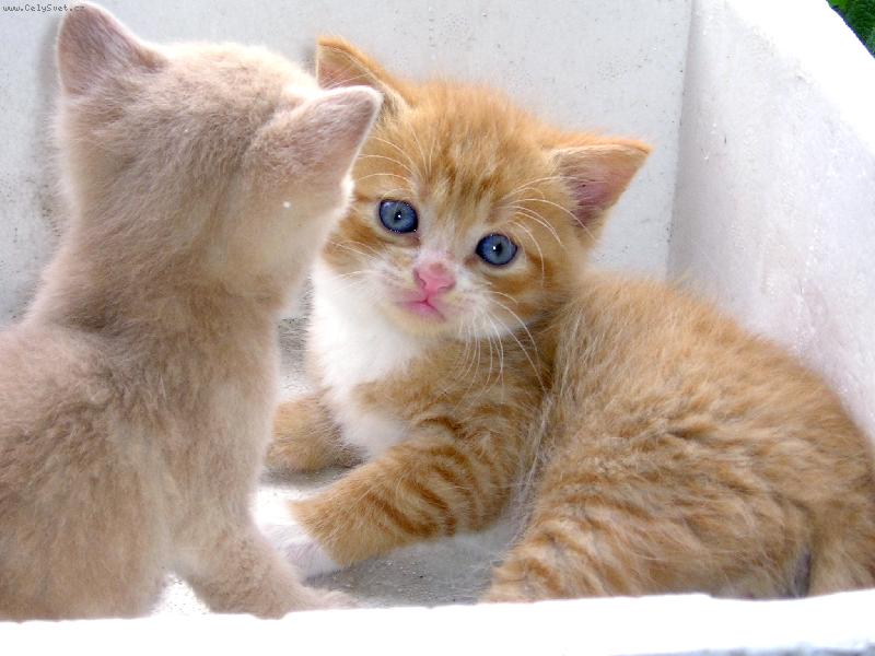 Foto: Ko�i�� odpoledne