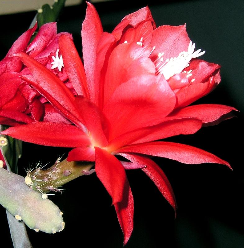 Foto: Rozkvetl� kaktus