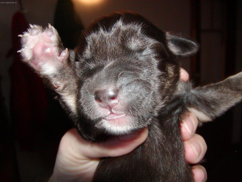 Foto: Je mi 5 dn�.-5ti denn� �t���tko tibetsk� dogy