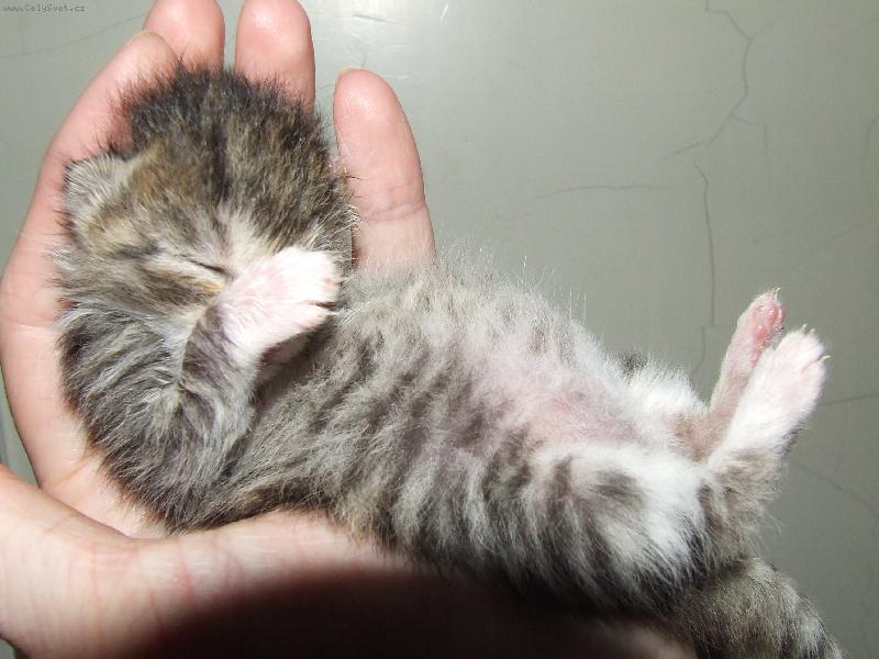 Foto: �ivot v dlani-Ko�i�� nalezene�ek Barunka