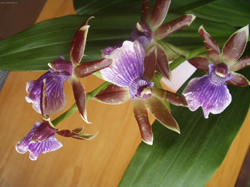 Foto: zygotetalum-ta lep�� strana zimy