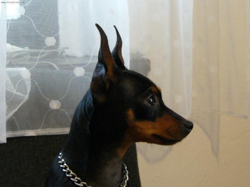 Foto: Jmenuji se Cvrnda-Budu na t� �idli �ekat dlouho na pochov�n�?