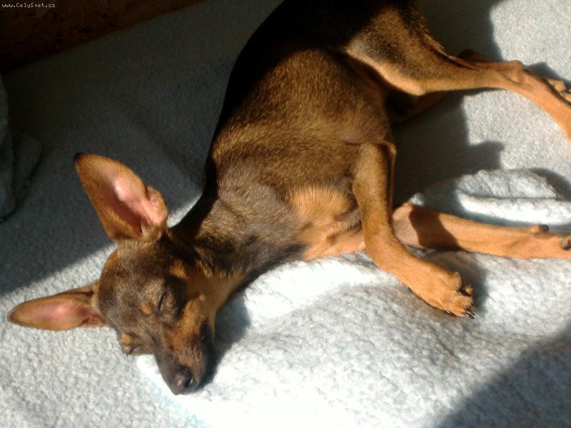 Foto: Filou�ek-Filou�ek se slun�