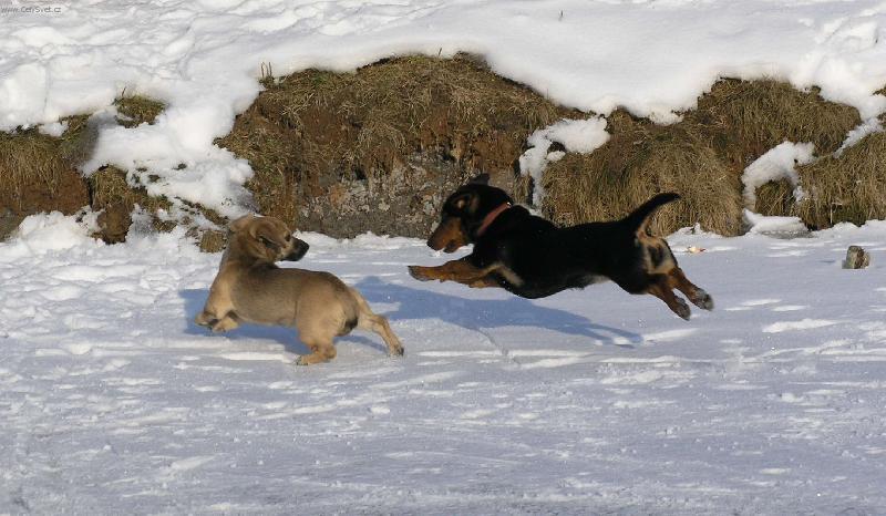 Foto: Kdo tam bude d��v?-R��enka s kamar�dem